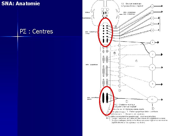 SNA: Anatomie PΣ : Centres 