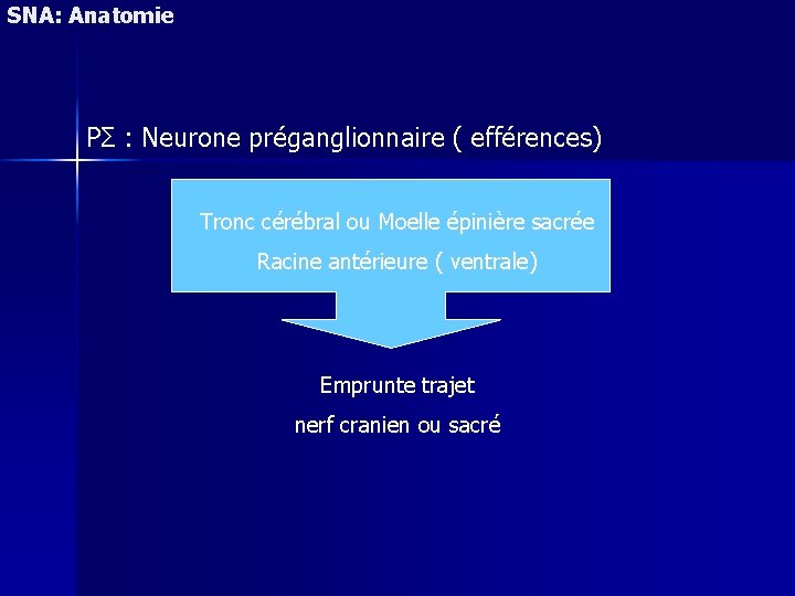 SNA: Anatomie PΣ : Neurone préganglionnaire ( efférences) Tronc cérébral ou Moelle épinière sacrée