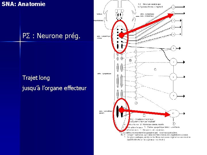 SNA: Anatomie PΣ : Neurone prég. Trajet long jusqu’à l’organe effecteur 