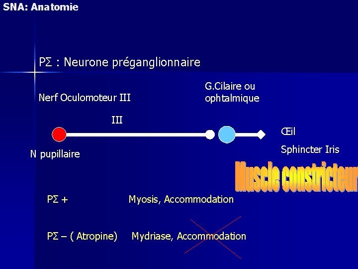 SNA: Anatomie PΣ : Neurone préganglionnaire Nerf Oculomoteur III G. Cilaire ou ophtalmique III