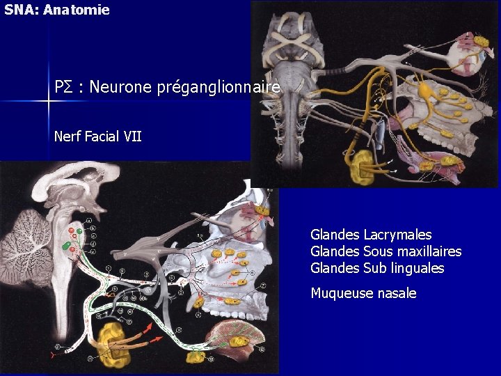 SNA: Anatomie PΣ : Neurone préganglionnaire Nerf Facial VII Glandes Lacrymales Glandes Sous maxillaires