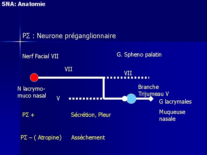 SNA: Anatomie PΣ : Neurone préganglionnaire G. Spheno palatin Nerf Facial VII N lacrymomuco