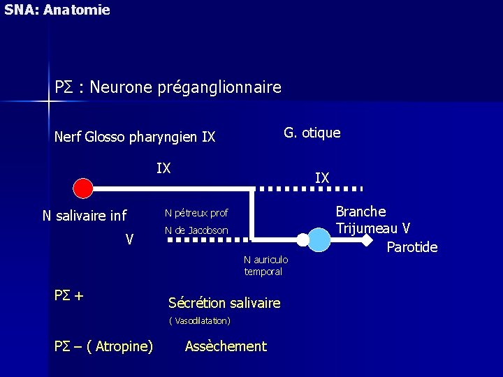 SNA: Anatomie PΣ : Neurone préganglionnaire G. otique Nerf Glosso pharyngien IX IX N