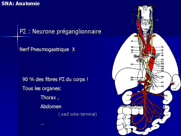 SNA: Anatomie PΣ : Neurone préganglionnaire Nerf Pneumogastrique X 90 % des fibres PΣ