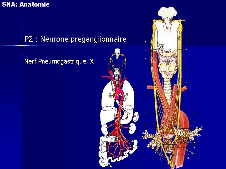 SNA: Anatomie PΣ : Neurone préganglionnaire Nerf Pneumogastrique X 