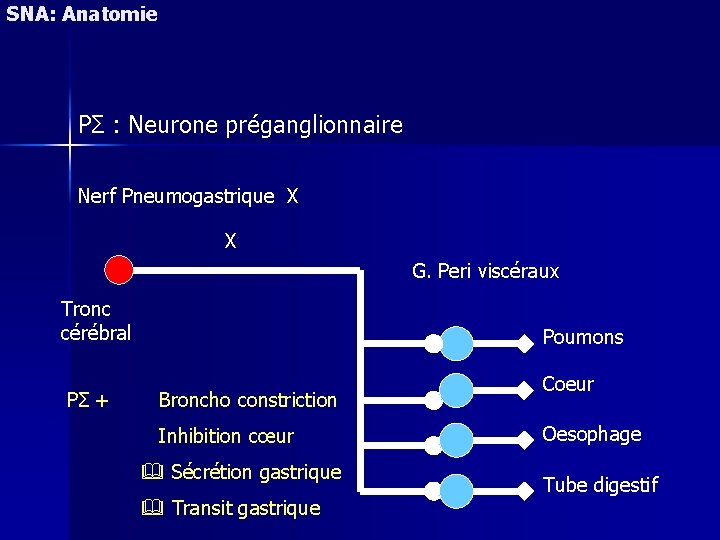 SNA: Anatomie PΣ : Neurone préganglionnaire Nerf Pneumogastrique X X G. Peri viscéraux Tronc