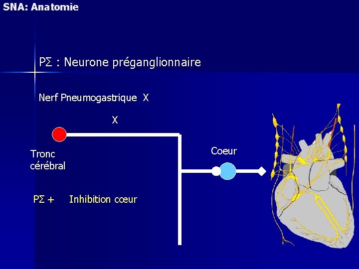 SNA: Anatomie PΣ : Neurone préganglionnaire Nerf Pneumogastrique X X Coeur Tronc cérébral PΣ