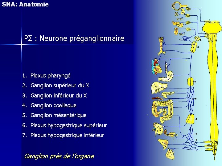 SNA: Anatomie PΣ : Neurone préganglionnaire 1. Plexus pharyngé 2. Ganglion supérieur du X