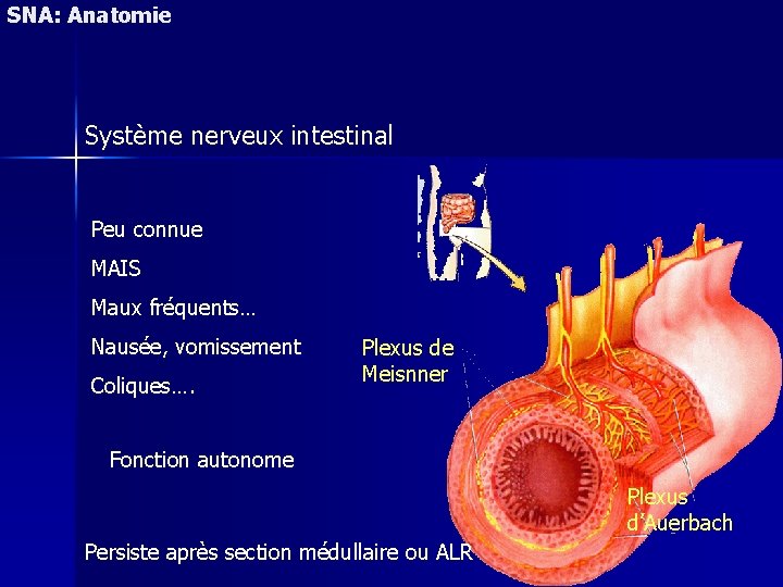 SNA: Anatomie Système nerveux intestinal Peu connue MAIS Maux fréquents… Nausée, vomissement Coliques…. Plexus