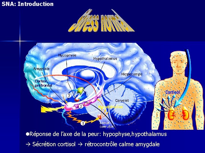 SNA: Introduction Cortex préfrontal Réponse de l’axe de la peur: hypophyse, hypothalamus Sécrétion cortisol