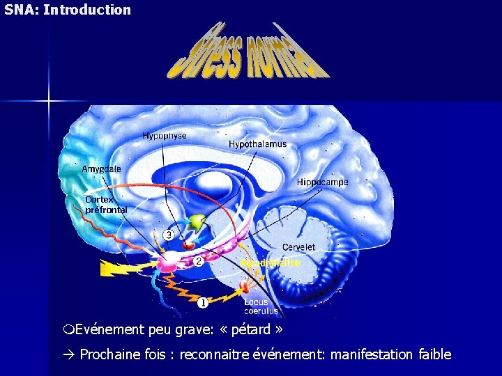 SNA: Introduction Cortex préfrontal Evénement peu grave: « pétard » Prochaine fois : reconnaitre