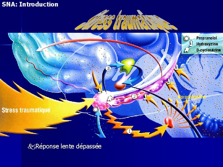 SNA: Introduction Cortex préfrontal Réponse lente dépassée 