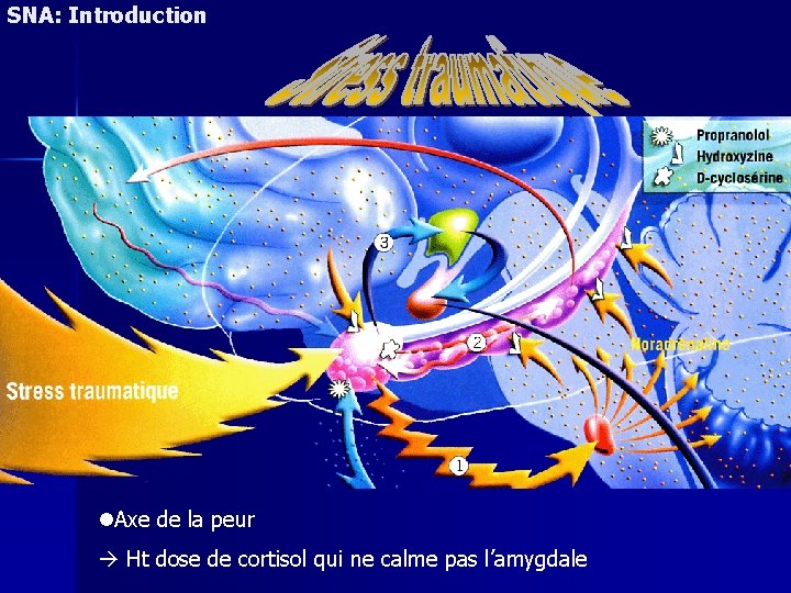 SNA: Introduction Cortex préfrontal Axe de la peur Ht dose de cortisol qui ne