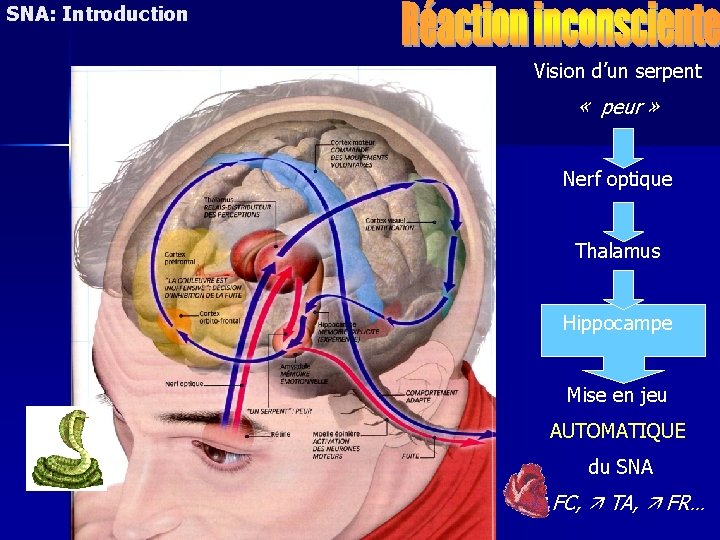 SNA: Introduction Vision d’un serpent « peur » Nerf optique Thalamus Hippocampe Mise en