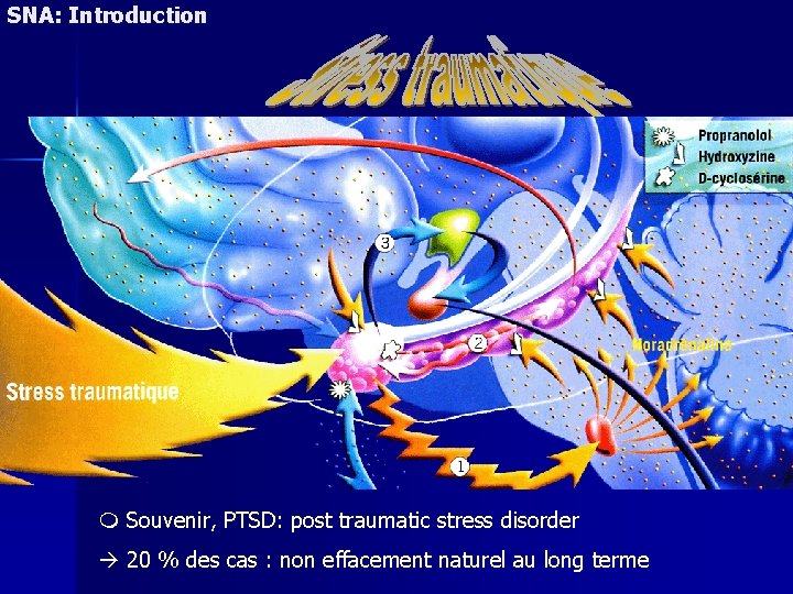 SNA: Introduction Cortex préfrontal Souvenir, PTSD: post traumatic stress disorder 20 % des cas