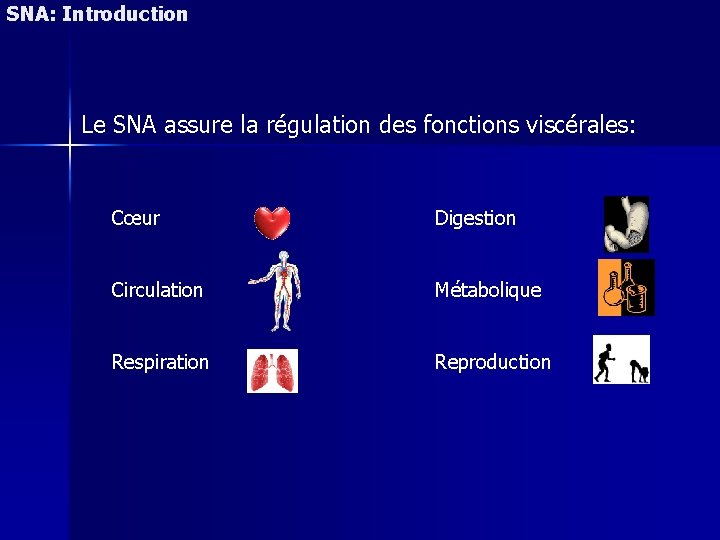 SNA: Introduction Le SNA assure la régulation des fonctions viscérales: Cœur Digestion Circulation Métabolique