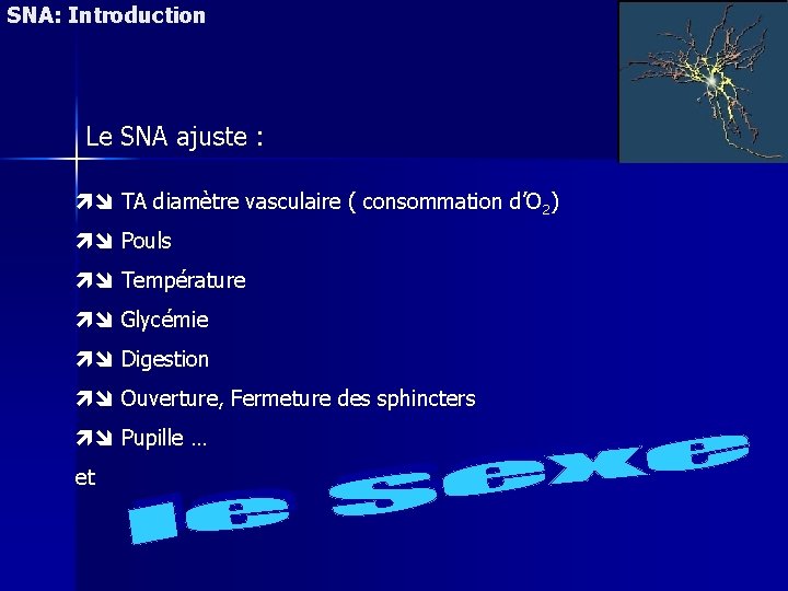 SNA: Introduction Le SNA ajuste : TA diamètre vasculaire ( consommation d’O 2) Pouls