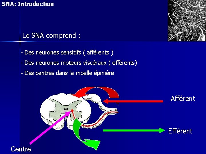 SNA: Introduction Le SNA comprend : - Des neurones sensitifs ( afférents ) -