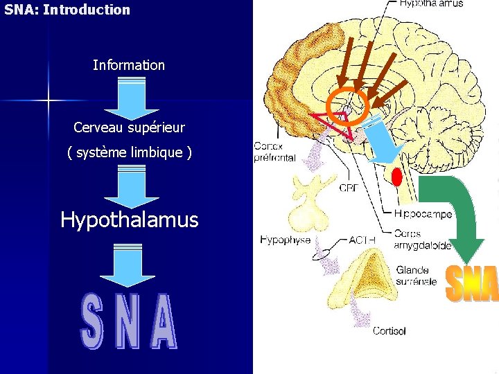 SNA: Introduction Information Cerveau supérieur ( système limbique ) Hypothalamus 