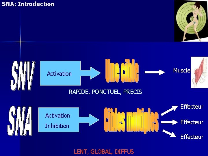 SNA: Introduction Muscle Activation RAPIDE, PONCTUEL, PRECIS Effecteur Activation Effecteur Inhibition Effecteur LENT, GLOBAL,