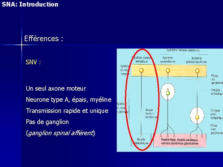 SNA: Introduction Efférences : SNV : Un seul axone moteur Neurone type A, épais,