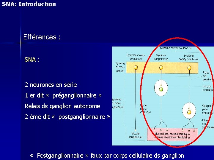 SNA: Introduction Efférences : SNA : 2 neurones en série 1 er dit «