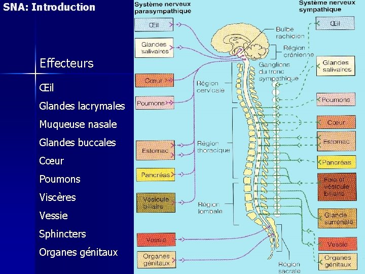 SNA: Introduction Effecteurs Œil Glandes lacrymales Muqueuse nasale Glandes buccales Cœur Poumons Viscères Vessie