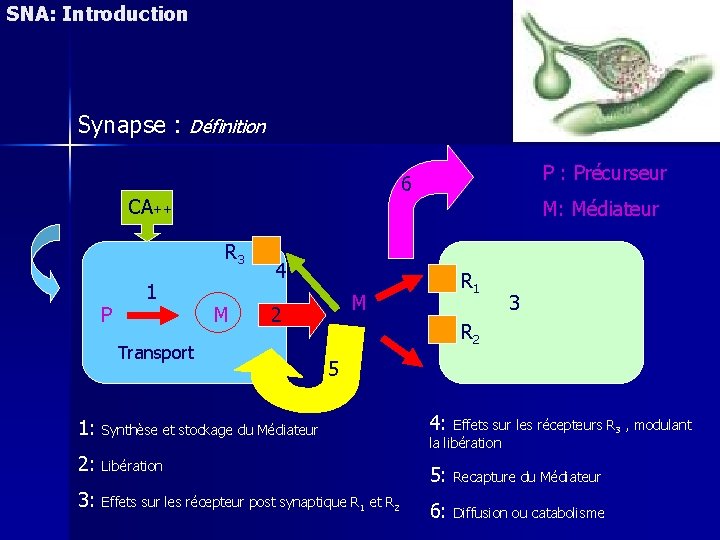 SNA: Introduction Synapse : Définition CA++ M: Médiateur R 3 P 1 P :