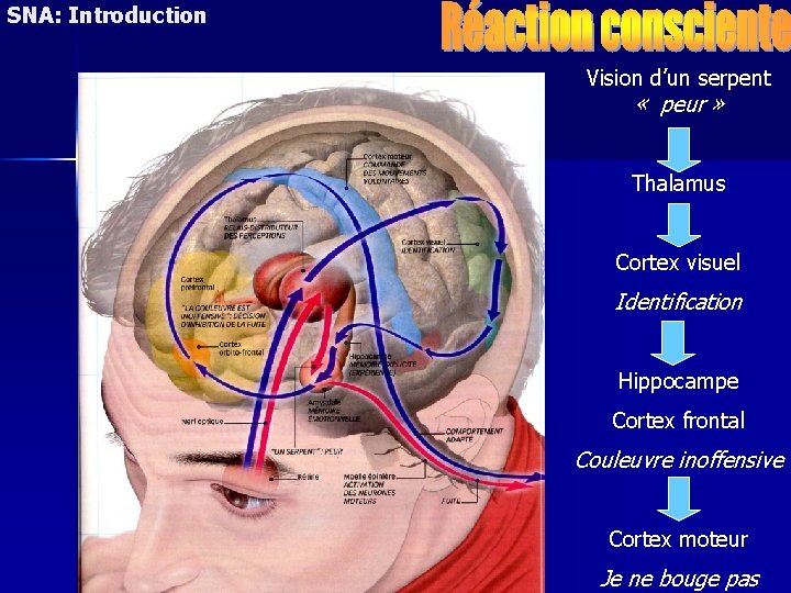 SNA: Introduction Vision d’un serpent « peur » Thalamus Cortex visuel Identification Hippocampe Cortex