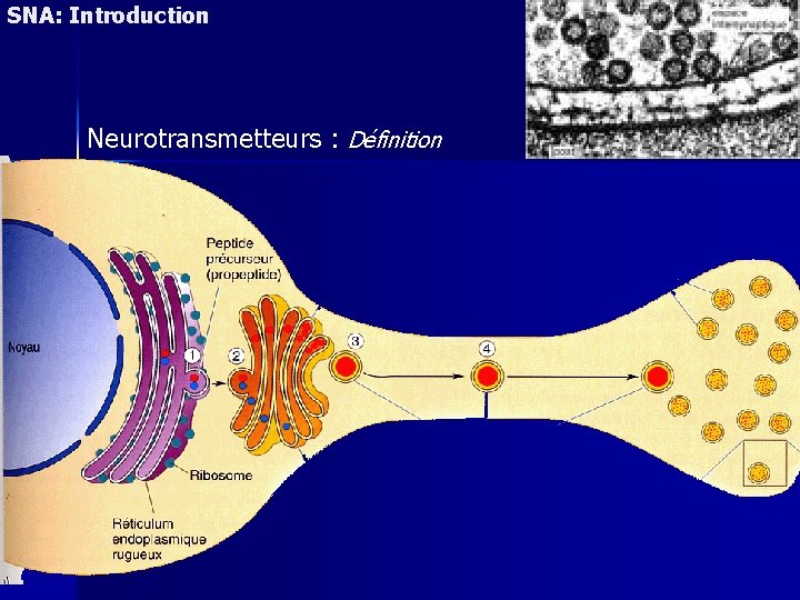SNA: Introduction Neurotransmetteurs : Définition 