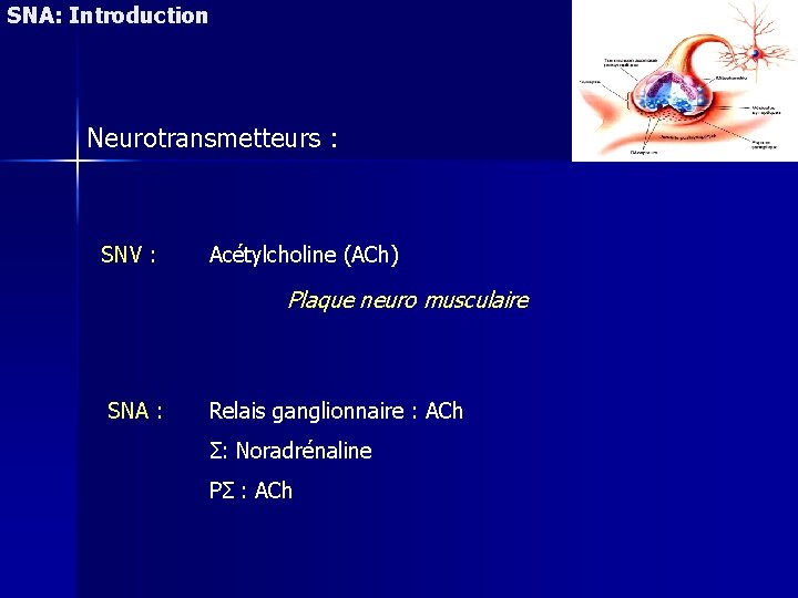 SNA: Introduction Neurotransmetteurs : SNV : Acétylcholine (ACh) Plaque neuro musculaire SNA : Relais