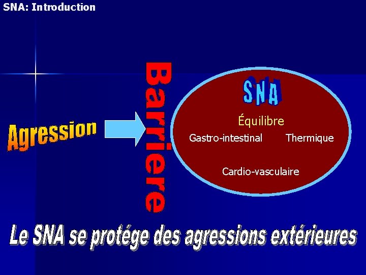 SNA: Introduction Équilibre Gastro-intestinal Thermique Cardio-vasculaire 