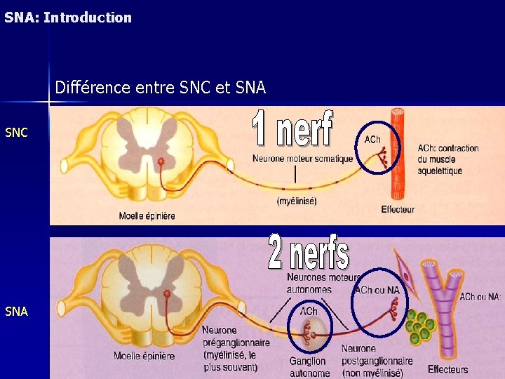 SNA: Introduction Différence entre SNC et SNA SNC SNA 