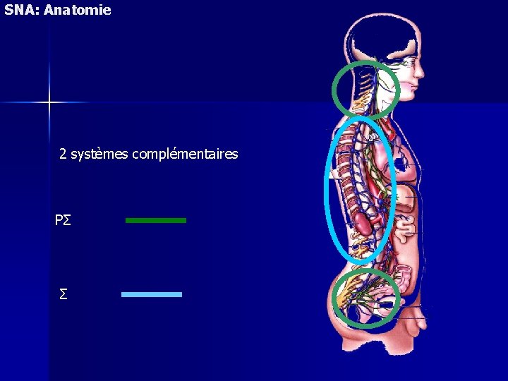 SNA: Anatomie 2 systèmes complémentaires PΣ Σ 