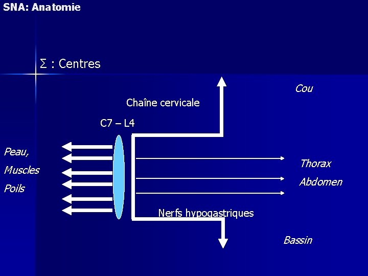 SNA: Anatomie Σ : Centres Cou Chaîne cervicale C 7 – L 4 Peau,