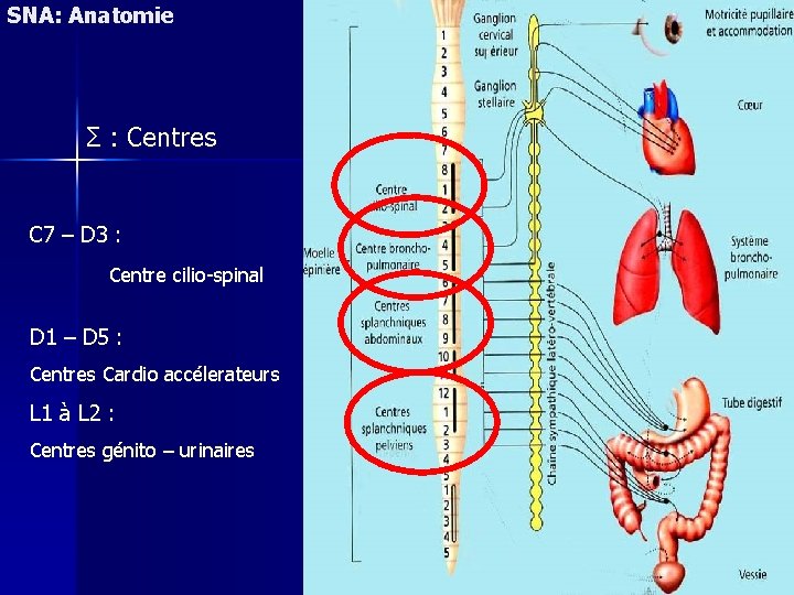 SNA: Anatomie Σ : Centres C 7 – D 3 : Centre cilio-spinal D