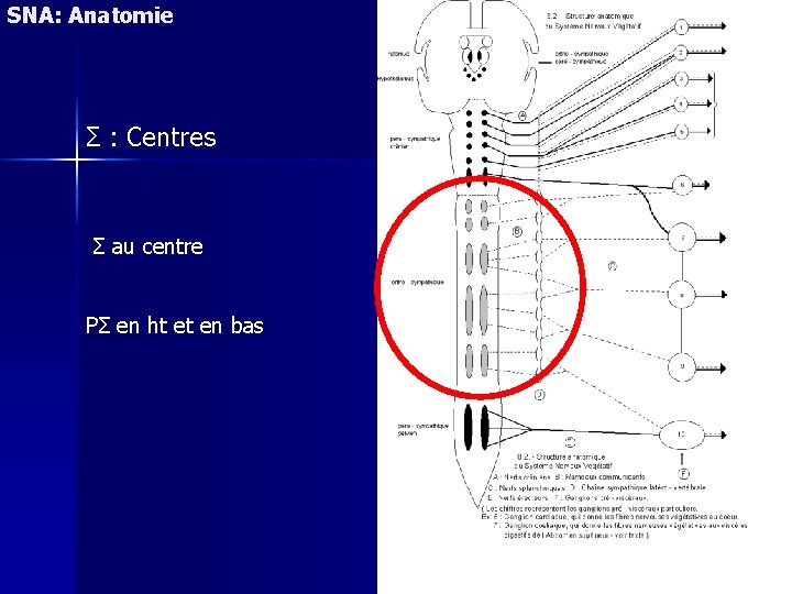 SNA: Anatomie Σ : Centres Σ au centre PΣ en ht et en bas