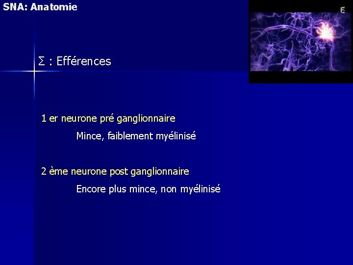 SNA: Anatomie Σ : Efférences 1 er neurone pré ganglionnaire Mince, faiblement myélinisé 2