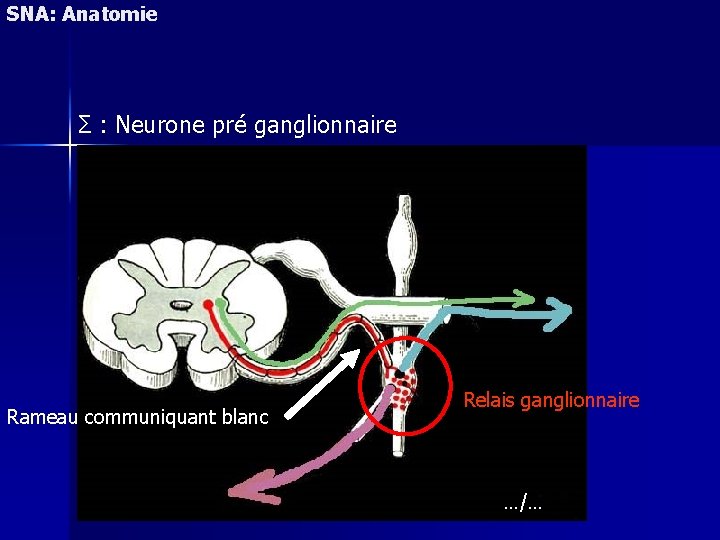 SNA: Anatomie Σ : Neurone pré ganglionnaire Rameau communiquant blanc Relais ganglionnaire …/… 