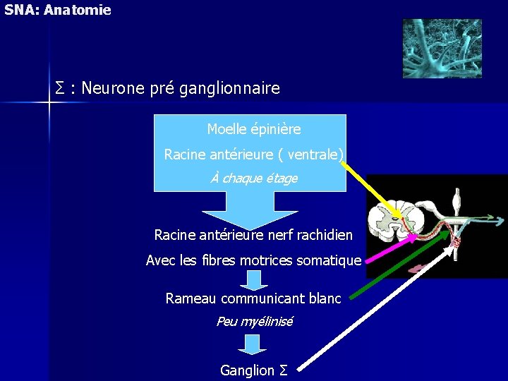 SNA: Anatomie Σ : Neurone pré ganglionnaire Moelle épinière Racine antérieure ( ventrale) À