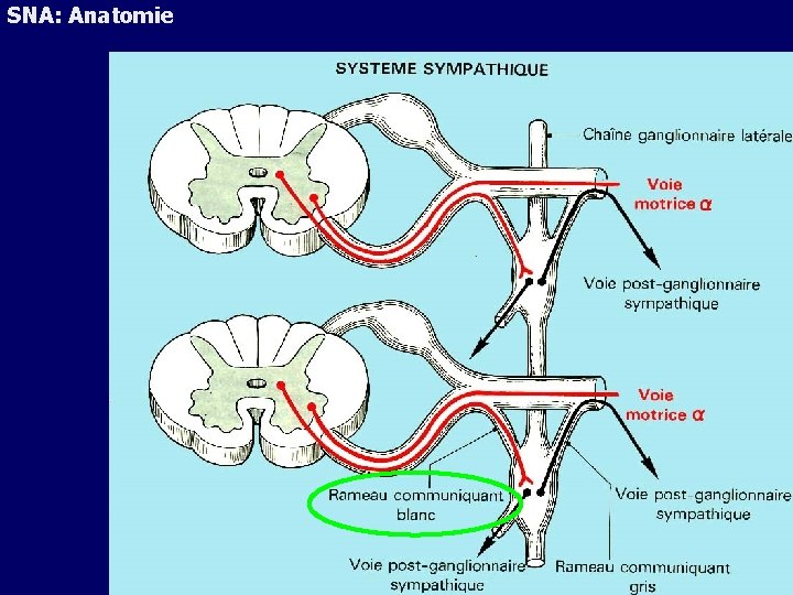 SNA: Anatomie 