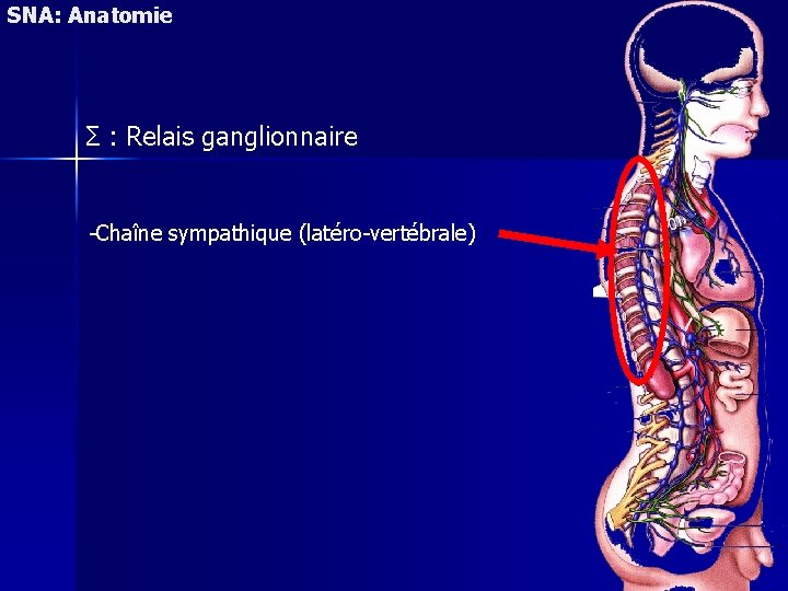 SNA: Anatomie Σ : Relais ganglionnaire -Chaîne sympathique (latéro-vertébrale) 