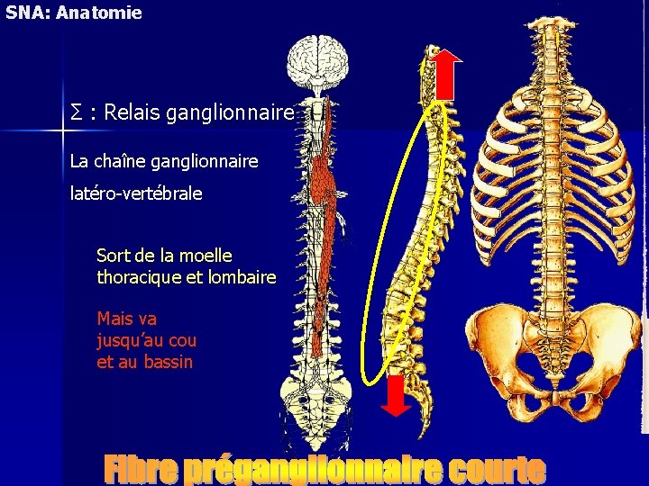 SNA: Anatomie Σ : Relais ganglionnaire La chaîne ganglionnaire latéro-vertébrale Sort de la moelle