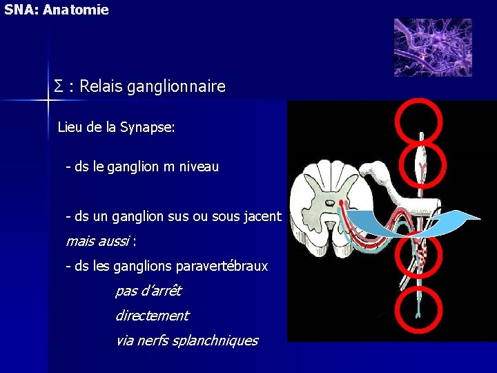 SNA: Anatomie Σ : Relais ganglionnaire Lieu de la Synapse: - ds le ganglion