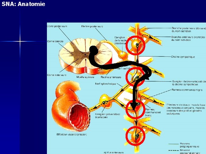 SNA: Anatomie 