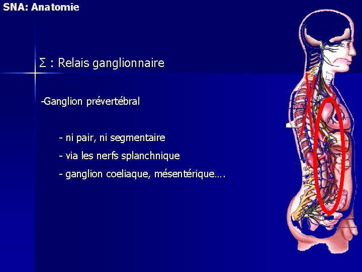 SNA: Anatomie Σ : Relais ganglionnaire -Ganglion prévertébral - ni pair, ni segmentaire -