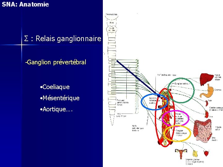 SNA: Anatomie Σ : Relais ganglionnaire -Ganglion prévertébral • Coeliaque • Mésentérique • Aortique….