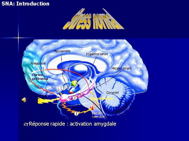 SNA: Introduction Cortex préfrontal Réponse rapide : activation amygdale 