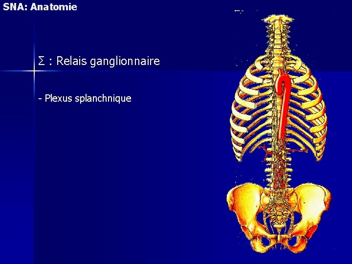 SNA: Anatomie Σ : Relais ganglionnaire - Plexus splanchnique 