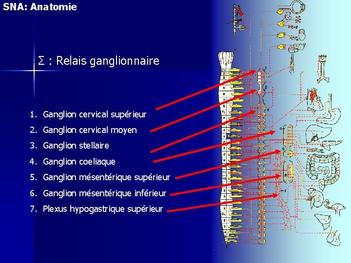 SNA: Anatomie Σ : Relais ganglionnaire Sympathique 1. Ganglion cervical supérieur 2. Ganglion cervical